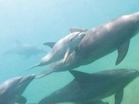 【海を考える】母親にぴたり 七尾湾スイスイ　赤ちゃんイルカを水中撮影　中西さん