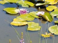 スイレンと盆花のミソハギ一緒に　関・円福寺の池で見頃