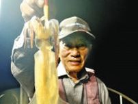 夜マイカ盛期入り　福井・越前沖