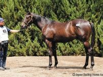 【セレクトセール2025】牡馬は「少なくとも1億円、通常2億円は出さないと手に入らない」　種牡馬キタサンブラックの価値は新たなフェーズへ