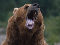 「この辺りの高齢者は玄関の鍵をかけないから…」　岩手県でクマに襲われた女性が死亡　近隣住民は「たやすく侵入できたんじゃないか」