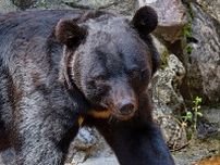 「解体した胃や腸の中は米ばかりで…」　“季節外れ”のクマを人里に引き込んだ“ドングリの大凶作”