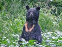 クマの猛攻撃「うつぶせ」防御に驚きのエビデンス！　医師が証言「首や顔面に致命傷は一人もいない」