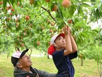 初夏の味覚「甘い」　五戸の観光桃園で園児が収穫体験