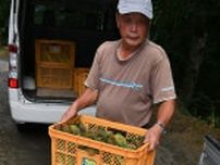 新郷で「郷のきみ」収穫始まる　取れたて、甘味抜群！