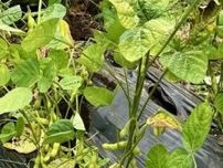 夏の収穫体験イベント🫛🥕🌽🥔