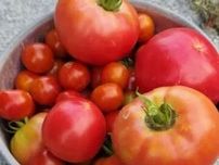 最近のお野菜たち