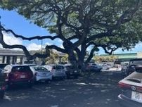 サマーバケーション in Hawaii ~カフェと海とタートルと〜