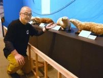 ニホンカワウソ愛媛県内最後の確認から50年　新居浜で特別展