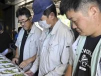 松山でブドウ出荷始まる　伊台・五明地区　シャインマスカットなど10月まで