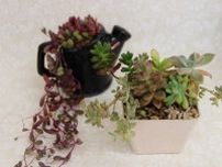 山野草の寄せ植え教室（8月）