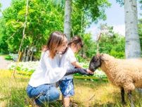 ルスツリゾート ひつじのふれあい