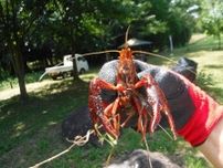 ザリガニ捕獲大作戦！＜中止となりました＞