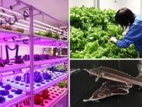 「アグリウム」植物工場ツアー〜レタス収穫付き〜