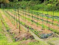 奈良さとやまSUMMERキャンペーン２０２５！季節の野菜収穫体験＆おもしろ豆知識のお話・ふれあい会