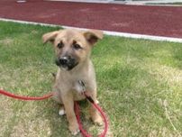 広島県動物愛護センター 犬の譲渡会（8月）