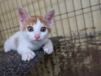 広島県動物愛護センター 猫の譲渡前講習会（8月）