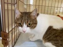 広島県動物愛護センター 猫ふれあい体験（8月）
