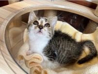 広島県動物愛護センター にゃんこセミナー（8月）