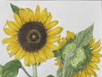 ボタニカルアート展