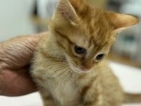 猫の譲渡会in花の文化園（7月）