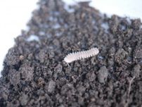 かわはく研究室「土の中の生きもの」