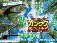 ふかや花園プレミアム・アウトレット　TOMUSHIのカブクワすごいぞ!!