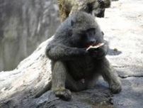 大暑にちなんで動物たちへの暑中見舞い