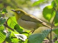 初心者向け野鳥観察会 野鳥のコーラスを楽しもう！第4回