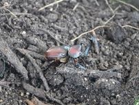カブトムシランド