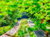 森林公園　夏の早朝開園