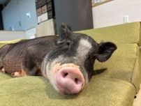 市川市動植物園　ZOOワンポイントガイド　マイクロブタ