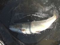 ほどよい脂ののりでもちもち食感が魅力 淡水育ちの「勝山やまのサーモン」を水揚げ 出荷量を倍増へ