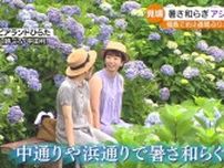 アジサイ見頃も　10日午後は天気急変“大雨”に・福島