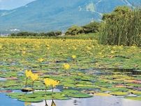 世界的湿地のラムサール条約　猪苗代湖が登録　福島県内２カ所目　環境の保全、ＰＲへ