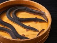 ニホンウナギがワシントン条約の対象になったら食べられなくなる？数は増える？ウナギの未来はどうなるのか専門家に聞いた