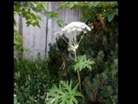 【危険】“猛毒植物”「バイカルハナウド」　新たに約40株発見…現場近くに保育園も　樹液に強い毒性で激しい皮膚炎起こす恐れ　札幌市