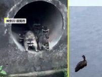 【独自】「食べられないかな…大丈夫かな」カモの家族狙う5匹の「かわいい」アライグマ　捕まえたら洗う？専門家「ほぼ洗うことはない」　神奈川・座間市