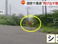 【独自】「ぶつかって事故らないか恐怖」バイクと並走する“俊足シカ”が目の前に飛び出す…“親子クマ”が現れ道路をよちよち横断