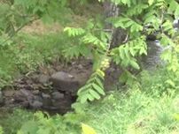 体長1.3mのクマを駆除、高齢女性が襲われ死亡した現場付近…「同一個体」の可能性高くＤＮＡ鑑定で確認へ　付近では駆除されたクマ以外にも出没相次ぎ警戒続く【岩手発】