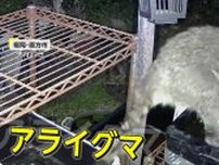 アライグマが「メダカを洗って食べた」庭の水槽で飼育していた少なくとも30匹が1日で･･･　福岡・直方市