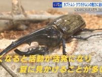 昆虫好き必見！ 体の一部分だけオス？珍しい個体も！？　巨大アゴにツヤツヤの体…奥深いカブト・クワガタの世界【広島発】