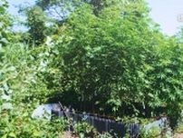 大麻草が河川敷にニョキニョキ2.5メートル超え　栽培容疑で林業の男を逮捕　改正法施行後、福井県内で初の検挙