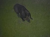 【目撃続出】新聞配達員の男性がクマに襲われた北海道福島町＿その後も住宅街で出没相次ぎ住民の不安募る→クマの捕獲対策の“箱わな”はどの程度有効？＜北海道福島町＞