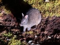 絶滅危惧種のウサギや“日本一美しいカエル”の姿も…世界自然遺産登録から4年の奄美大島の今