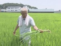 参院選の大きな争点“令和のコメ騒動” 価格と政府方針の変化に揺れる生産者の思い「急に作るわけには…」