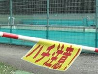 ソフトテニスの大会で17人がキイロスズメバチに刺される　コートの排水溝にあった巣は駆除　北海道・帯広市