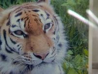「がんばれ」の声が「ありがとう」の感謝へ〈釧路市動物園メスのアムールトラ「ココア」17年の生涯を終える〉後ろ足に障害を持ちながら感動を全国へ―お別れ会には約350人集う_北海道釧路市