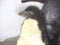 「生まれたて」AOAOSAPPOROで”キタイワトビペンギン”の繁殖に成功_7月23日より一般公開開始―8月にはプールデビューも 北海道札幌市