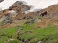 【動画あり】ヒグマに自ら近づいて“スプレーを噴射”さらに接近して写真撮影する人も―登山者の“必要以上にクマを刺激する行為”が物議_問われるマナー〈北海道・大雪山系白雲岳〉